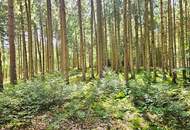 Mischwald in 5121 St. Radegund
