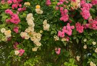 Stark reduziert! Charmante 3-Zimmer-Wohnung mit Urlaubsfeeling – eigener Garten &amp; zwei Balkone in Währinger Toplage