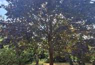''Komfortabel ausgestatteter Bungalow mit parkähnlichem Garten''