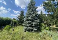 Baugrund mit Altbaumbestand ohne Bauzwang zu verkaufen