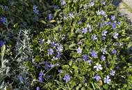 EINMALIGE CHANCE! Gemütliches Einfamilienhaus mit blickgeschütztem, großen Garten