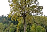 Sanierungsbedürftiger Bungalow mit großem Grundstück - in ruhiger, sonniger Lage