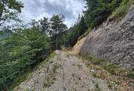 Mischwaldbestand am Kasberg mit strukturreichem Baumbestand