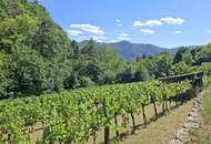 Freizeitgrundstück - Weingarten mit Gartenhütte