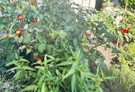 Sonnige großzügige Doppelhaushälfte - 5 Zimmer - toller Garten