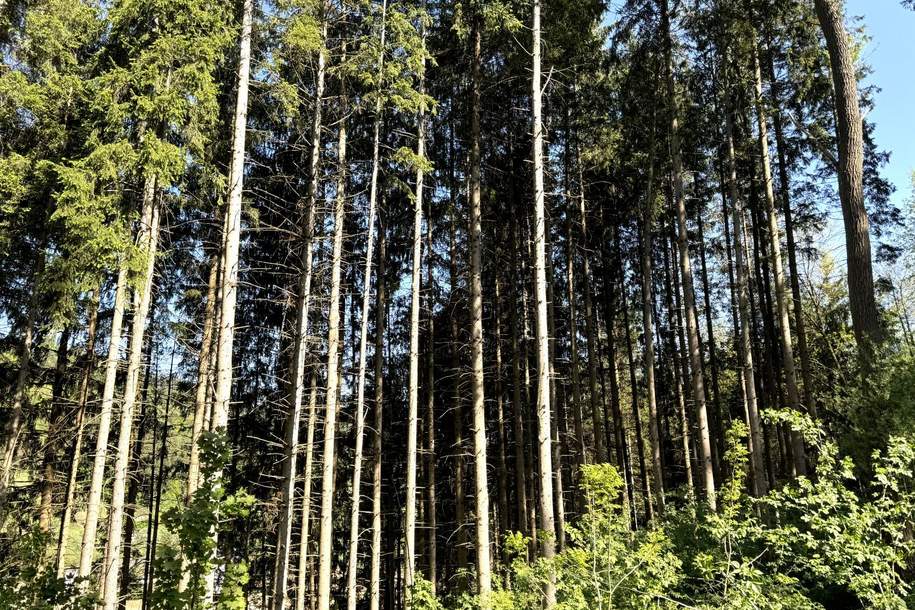 Einmalige Gelegenheit: ca. 2,99 ha Wald in Legerbuch / St. Paul zum Verkauf, Gewerbeobjekt-kauf, 129.000,€, 9470 Wolfsberg