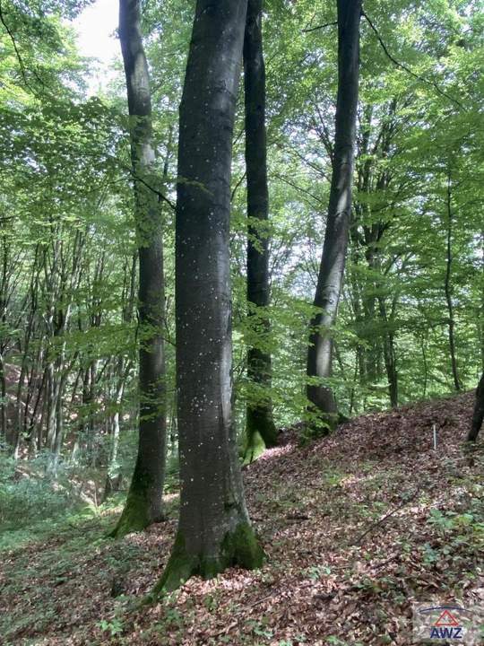 Wohnhaus mit Nebengebäuden und Grund!