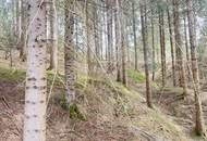 Wald im Gurktal (Provisionsfrei)