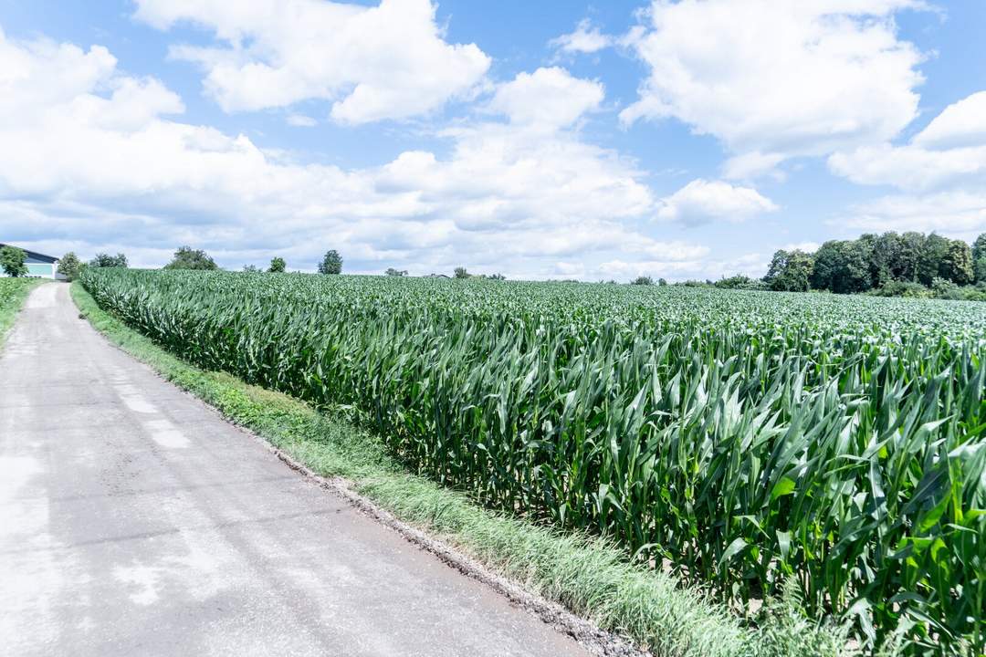 Perfektes Gewerbegrundstück mit Grünblick in Wolfern