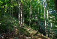 Naturnaher Mischwald mit ausgewogenem Laub- und Nadelholzbestand