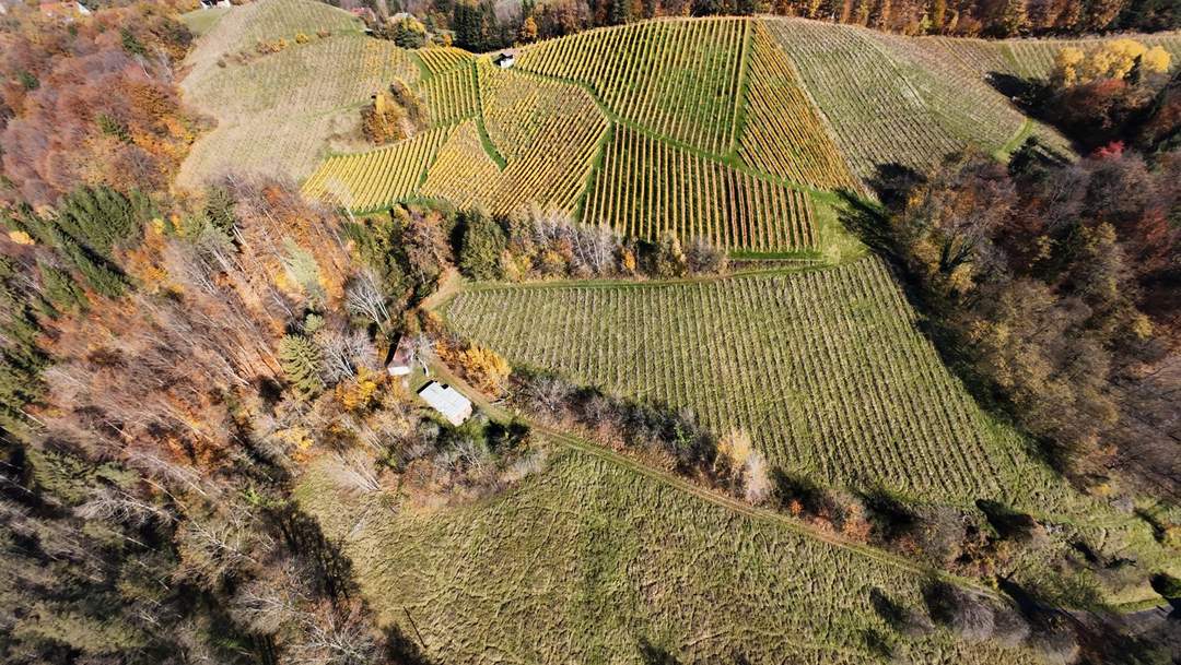 Preisanpassung !! Weingarten mit Landwirtschaft und Altbestand in Kranach, Gemeinde Gamlitz