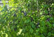 Einfamilienhaus in Schönberg-Lachtal