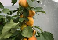 HERRLICHER OBSTGARTEN MIT SELTENER 4 ZIMMER WOHNUNG
