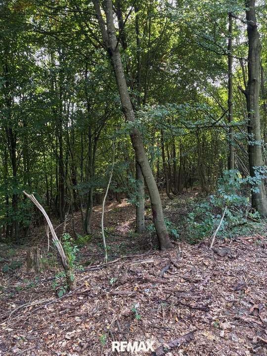 Wald am Stadtrand von Graz – 41.598 m² Natur als bleibender Wert