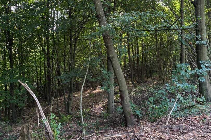 Wald am Stadtrand von Graz – 41.598 m² Natur als bleibender Wert, Gewerbeobjekt-kauf, 95.000,€, 8052 Graz(Stadt)