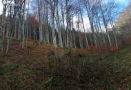 Mischwald zu verkaufen