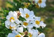 Familientraum am Wienerwald – Ein Zuhause zum Wohlfühlen in herrlicher Grünruhelage