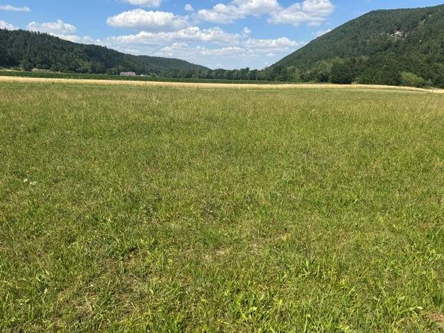 Letzter Baugrund beim Naturpark Sebenstein!