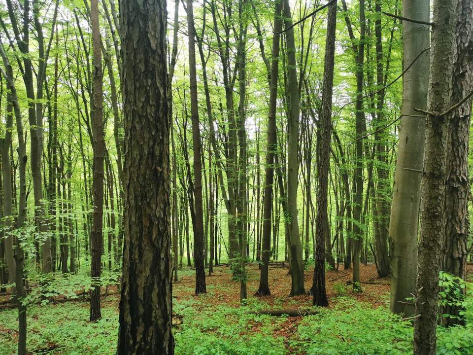 Waldgrundstück in Graz