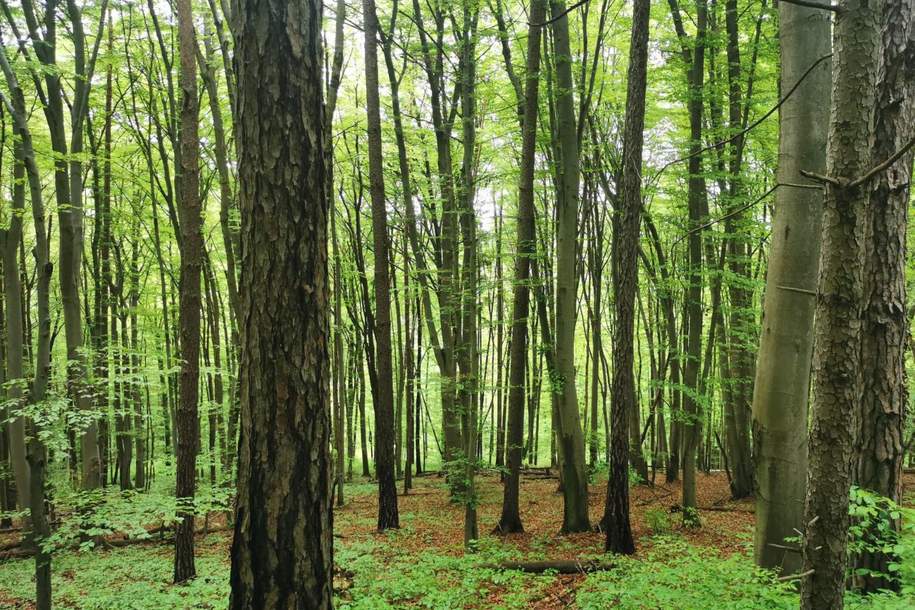 Waldgrundstück in Graz, Grund und Boden-kauf, 90.000,€, 8054 Graz(Stadt)