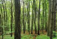 Waldgrundstück in Graz