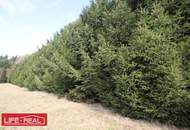 sonniges Grünland mit Wald