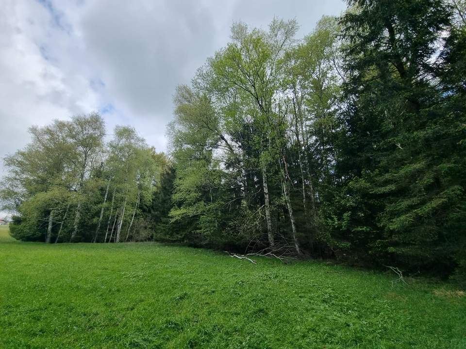 Grünland mit angrenzendem Waldstück in sonniger Lage – Obertrum am Haunsberg