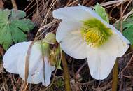 Entzückendes Reihenhaus in ruhiger idyllischer Lage von Limbach Nähe Hartberg.