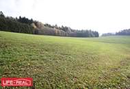 sonniges Grünland mit Wald