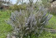 "Meine Kleingartenoase in Korneuburg"