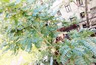 Urban JUNGLE: INNENHOFRUHELAGE mit schönem GRÜNBLICK - Balkonanbau möglich