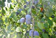 Historische Altbauvilla trifft auf modernen Luxus – Ihre private Residenz an der Leitha!