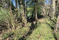 landwirtschaftlicher Grund mit Wald