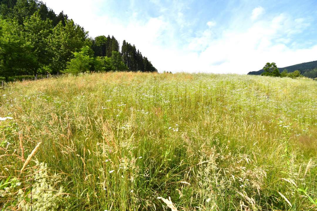 Sonniger Baugrund am Waldrand