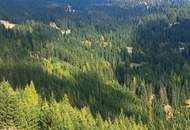 Forst und Jagdgebiet im Bezirk Wolfsberg