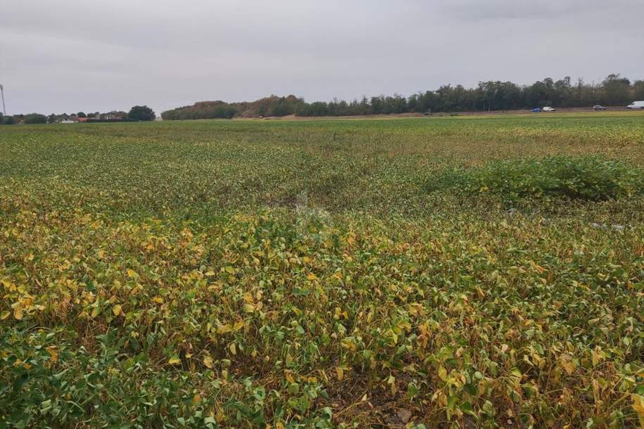 TOP-AGRARINVESTMENT: ERSTE-KLASSE ACKERFLÄCHE IN TIEFER LAGE IM MARCHFELD, Grund und Boden-kauf, 750.000,€, 2232 Gänserndorf