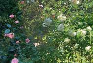 Ein Ruhepol mit 80 m² Garten - Großzügige 2-Zimmer-Gartenwohnung