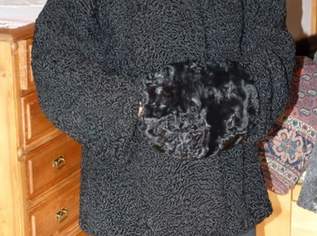 Persianerjacke, schwarz, 125 €, Kleidung & Schmuck-Damenkleidung in 5421 Adnet Persianerjacke, schwarz, 125 €, Kleidung & Schmuck-Damenkleidung in 5421 Adnet