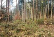 Einmalige Gelegenheit: Waldgrundstück mit ca. 3 ha in Graz-St. Peter/Messendorf zu verkaufen!