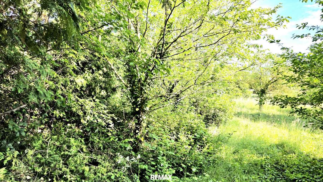 BAUGRUND im Dornröschenschlaf