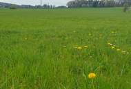 Pferdehalter aufgepasst ! ca. 2,8 ha Grünland + Wohnhaus + umgebautem Stall + vielfältigem Gebäudebestand