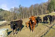 "Ihr Traumhaus mit dazugehöriger Landwirtschaft!"