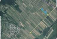 Weinberg – 11.559 m² in ausgezeichneter Lage zwischen Purbach und Breitenbrunn