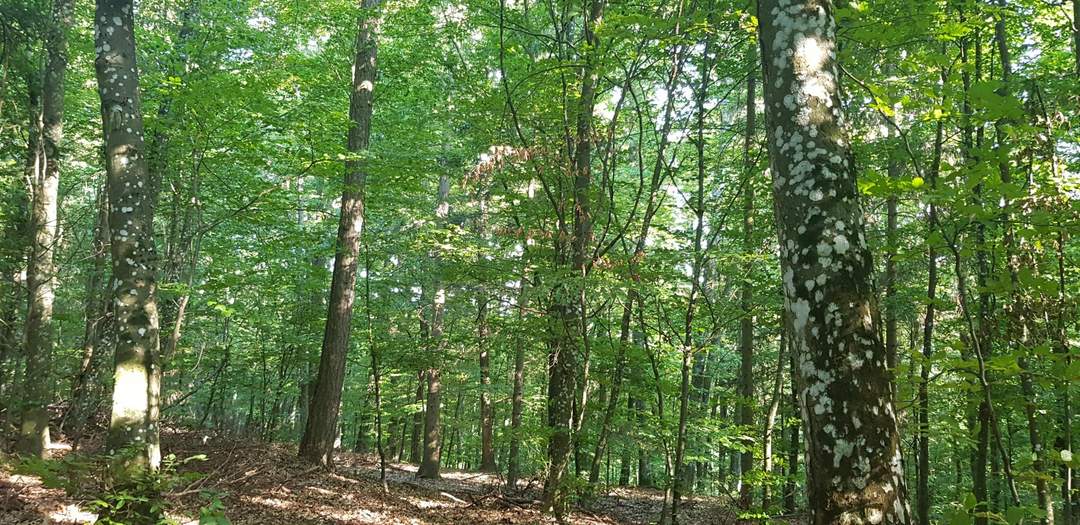 Großes Waldgrundstück mit Mischwald