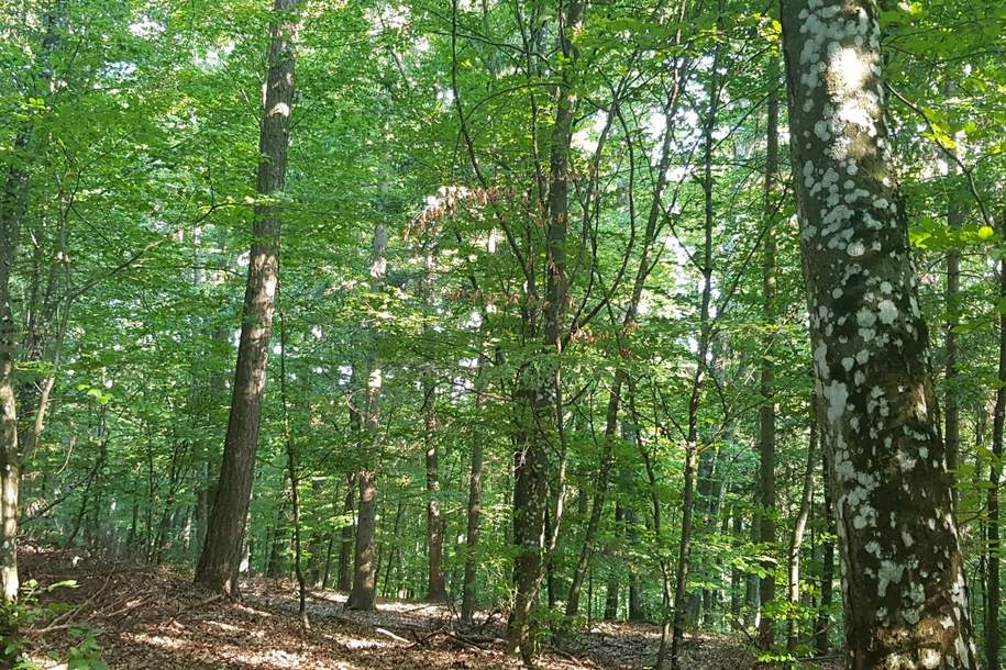 Großes Waldgrundstück mit Mischwald, Grund und Boden-kauf, 75.300,€, 7562 Jennersdorf