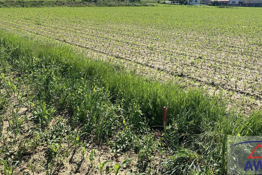 TOLLES Baugundstück in Großsteinbach!, Grund und Boden-kauf, 8265 Hartberg-Fürstenfeld