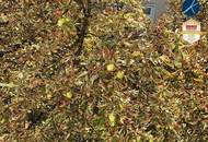 ++Superprojekt: ''Über den Baumwipfeln"++ Top 44 SONNIGE 2-Zimmer LOGGIA-Wohnung + TRAUMHAFTE SÜDAUSRICHTUNG mit Blick auf die Kastanienbäume