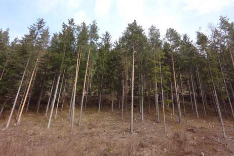 GUT ERSCHLOSSENER WALD, ZUR NACHHALTIGEN NUTZUNG UND ANLAGEZWECKEN!, Grund und Boden-kauf, 296.140,€, 2640 Neunkirchen