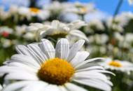 Atemberaubend schöne Landschaft - Südlage - Baugrund 839qm kein Bauzwang !!! Nähe Alland nur 30 Minuten nach Wien!!!