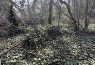 Doppelparzelle Sonnengrundstück | Wolfersberg | Südhang